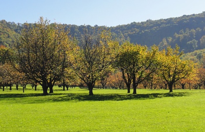 orchard-5486_640